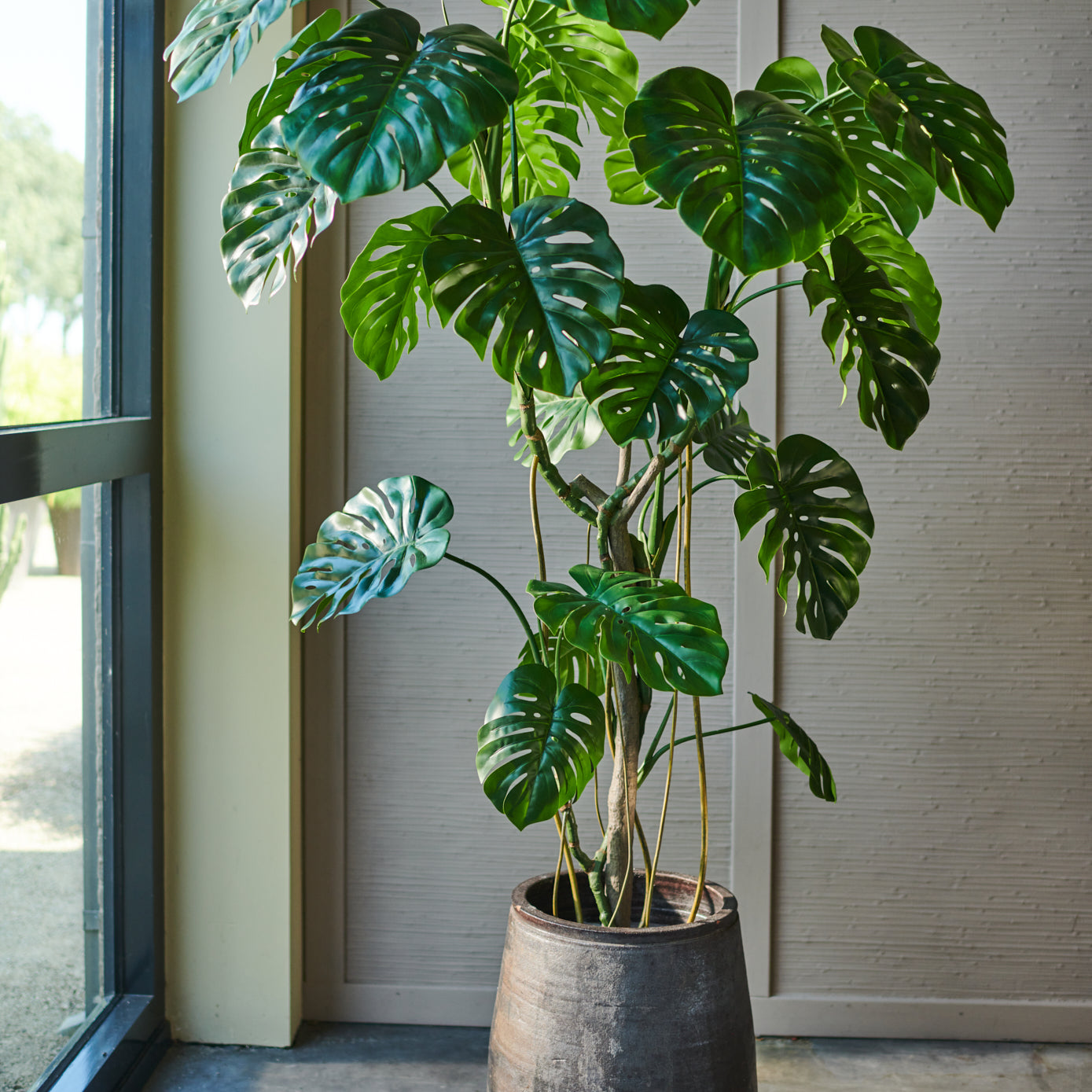 Monstera Plant