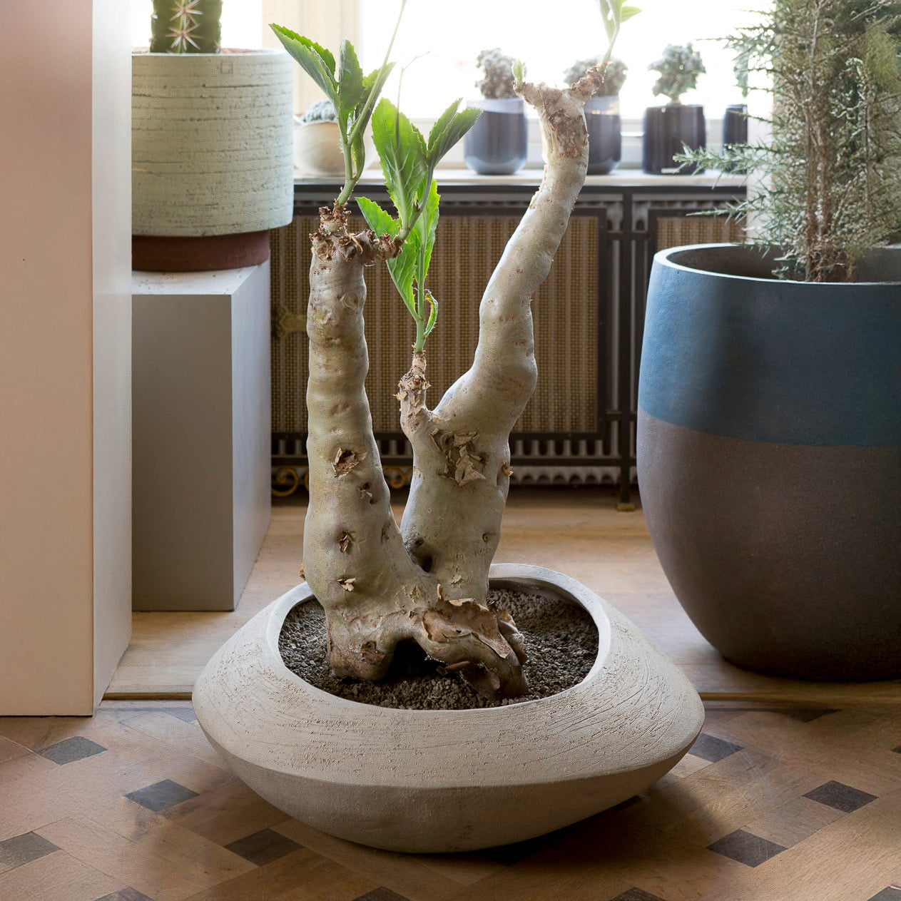 SO80 Planter