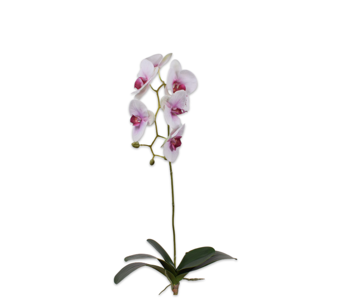 Orchid with Leaf Green