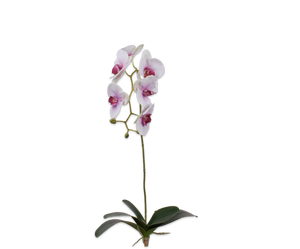 Orchid with Leaf Green