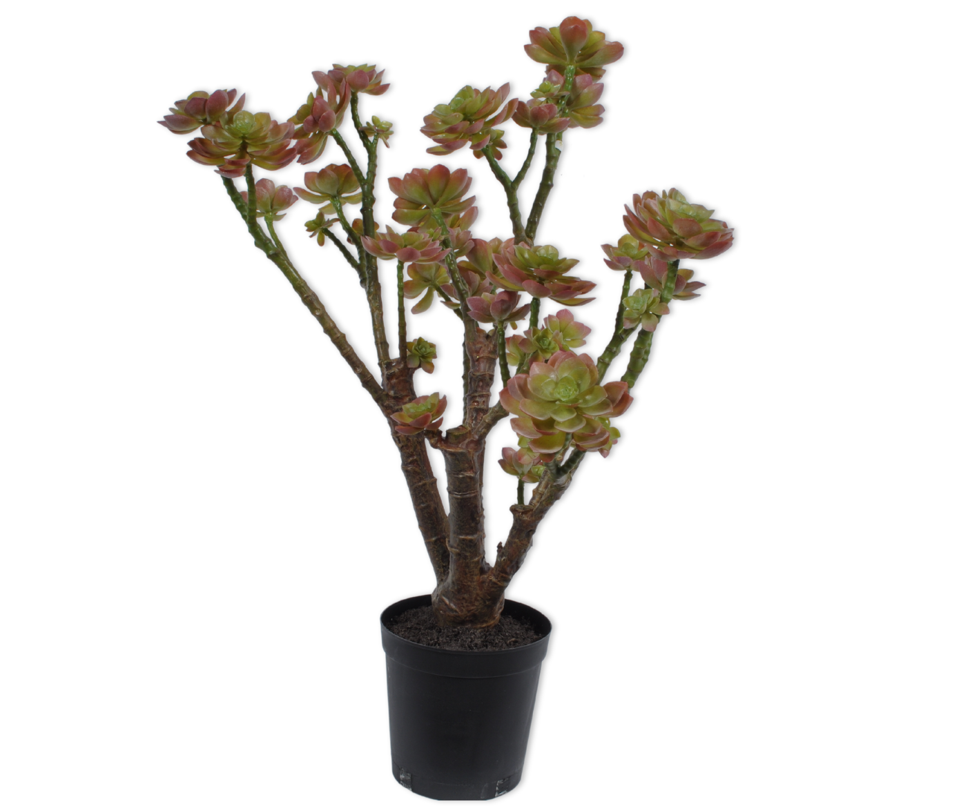 Succulent Plant