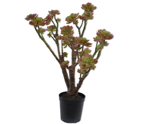 Succulent Plant