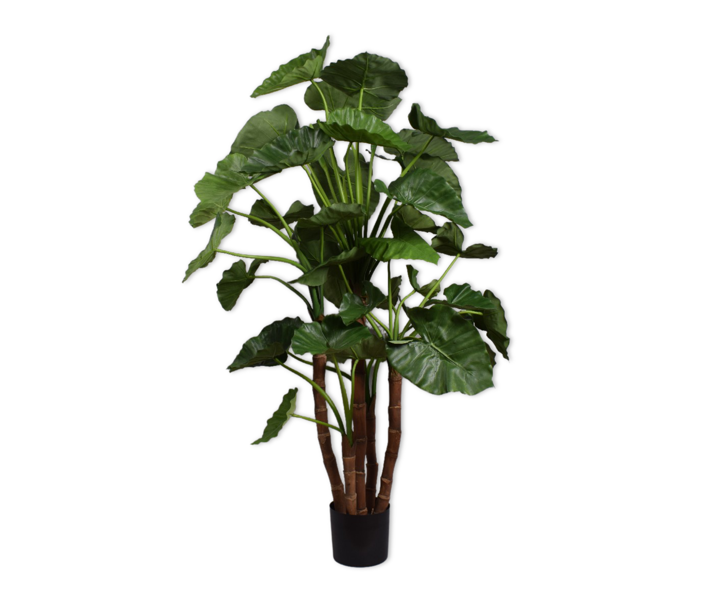 Alocasia Plant