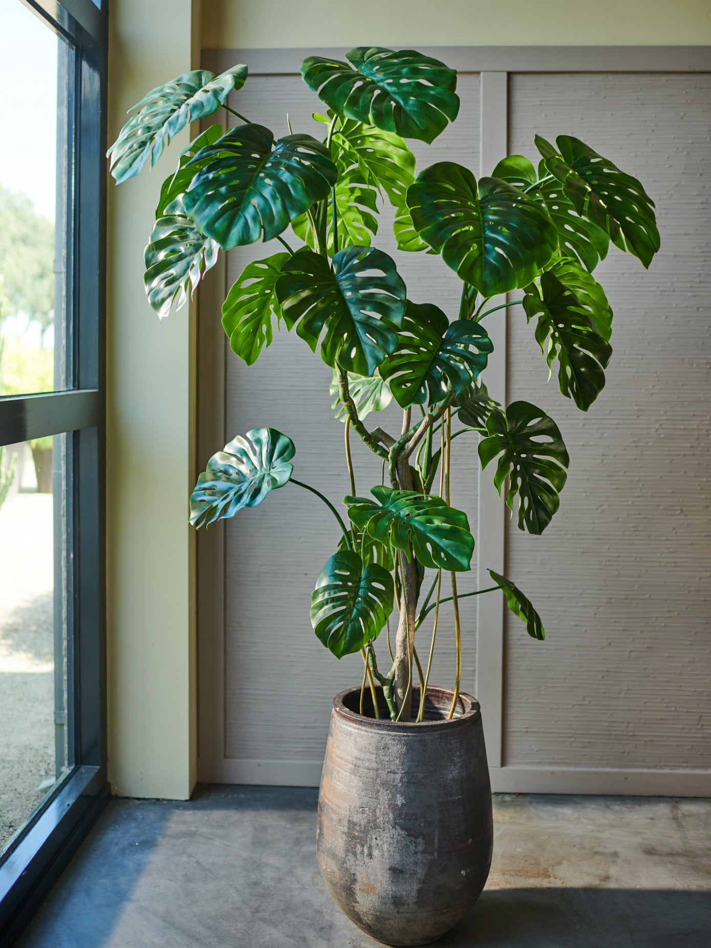 Monstera Plant