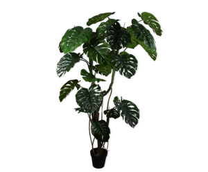 Monstera Plant