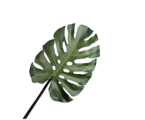 Monstera Leaf