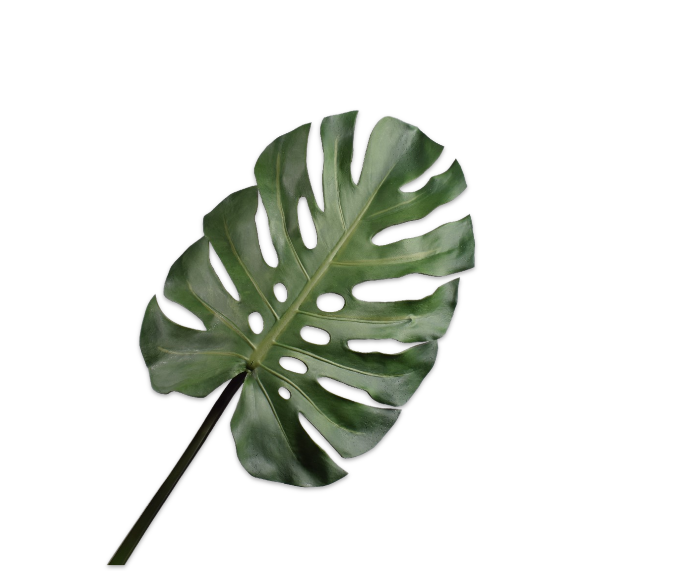 Monstera Leaf