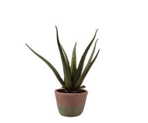 Aloe Plant