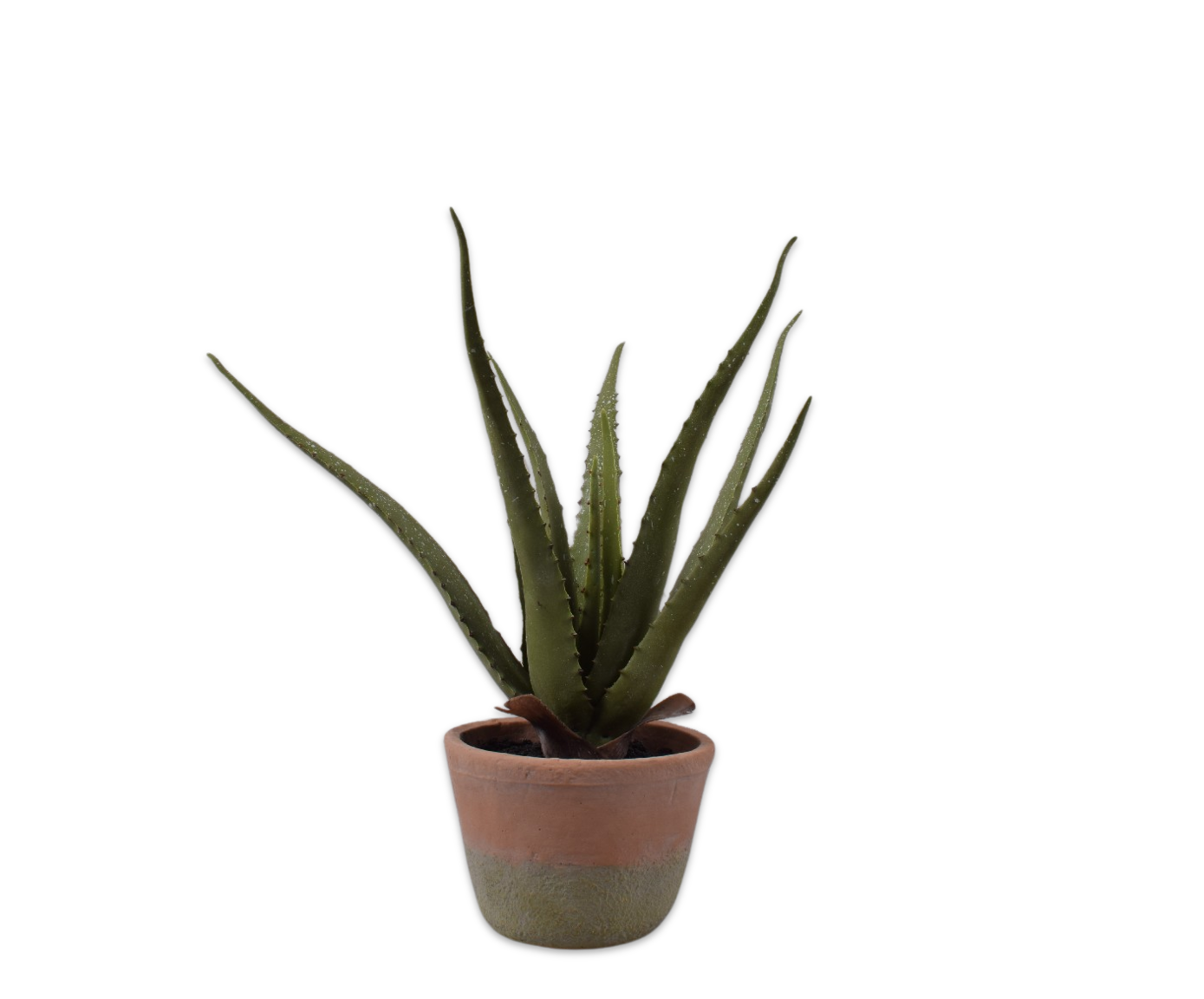 Aloe Plant