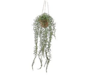 String of Fishhooks Plant