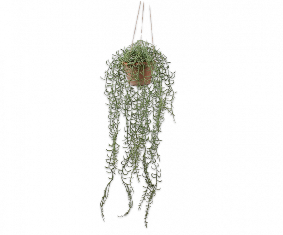 String of Fishhooks Plant