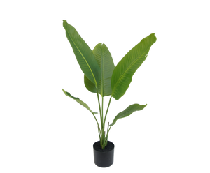 Strelitzia Plant