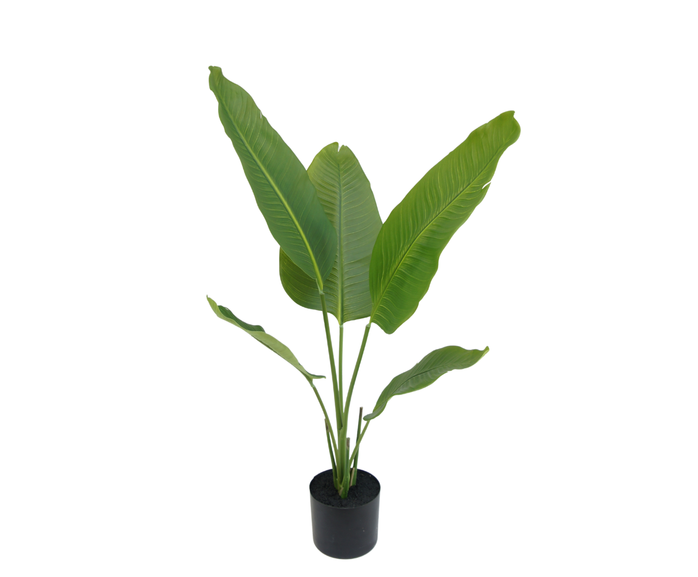 Strelitzia Plant