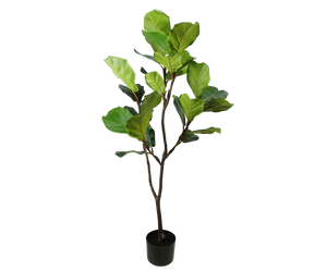 Ficus Plant