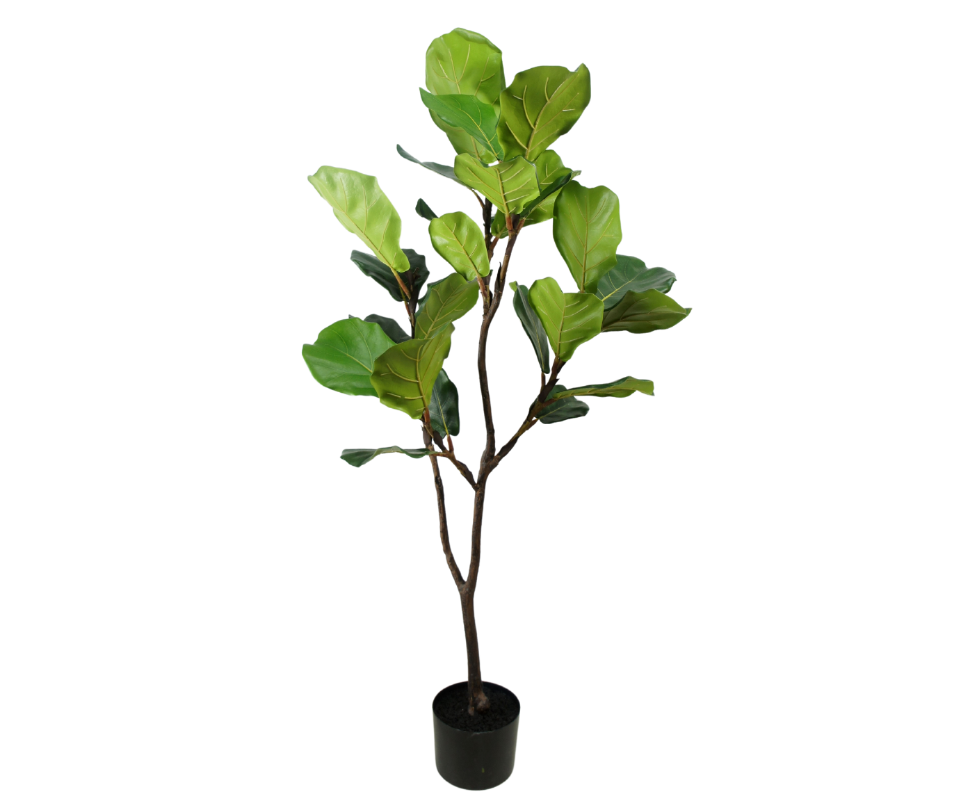 Ficus Plant