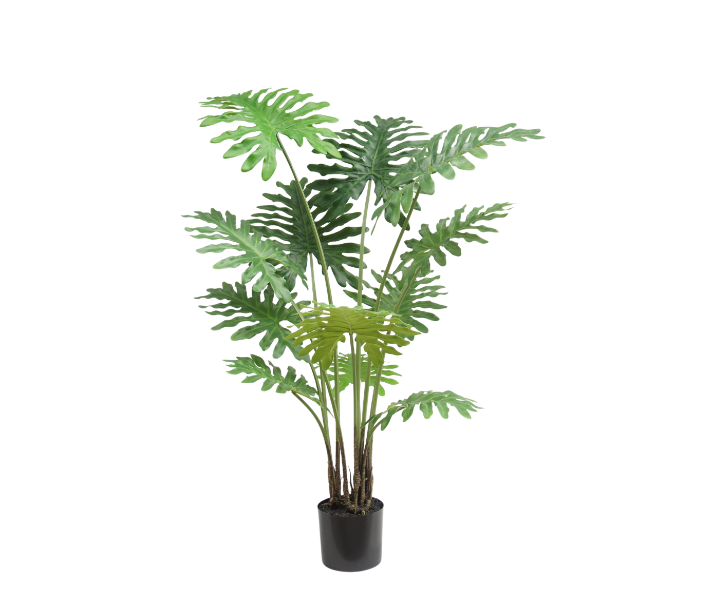 Philodendron Plant