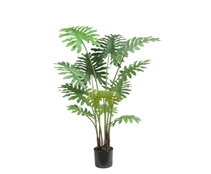 Philodendron Plant