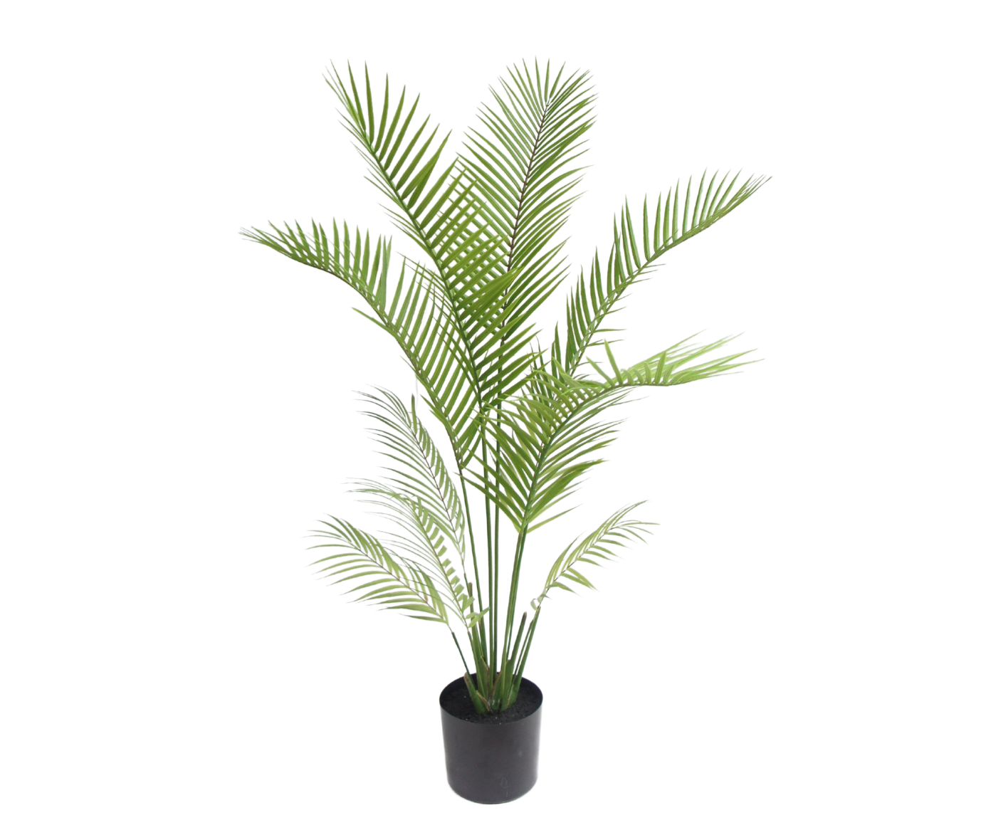 Palm Plant